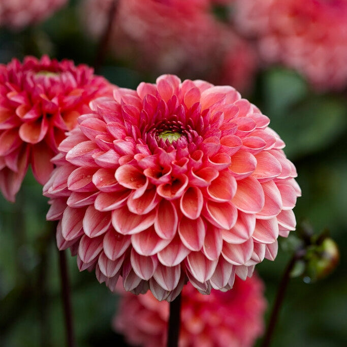 Dahlia Boll Daisy Duke 1-pakke